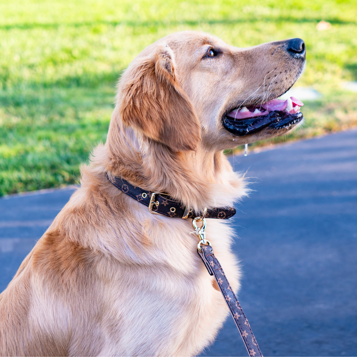 Tail Wagging Favorites