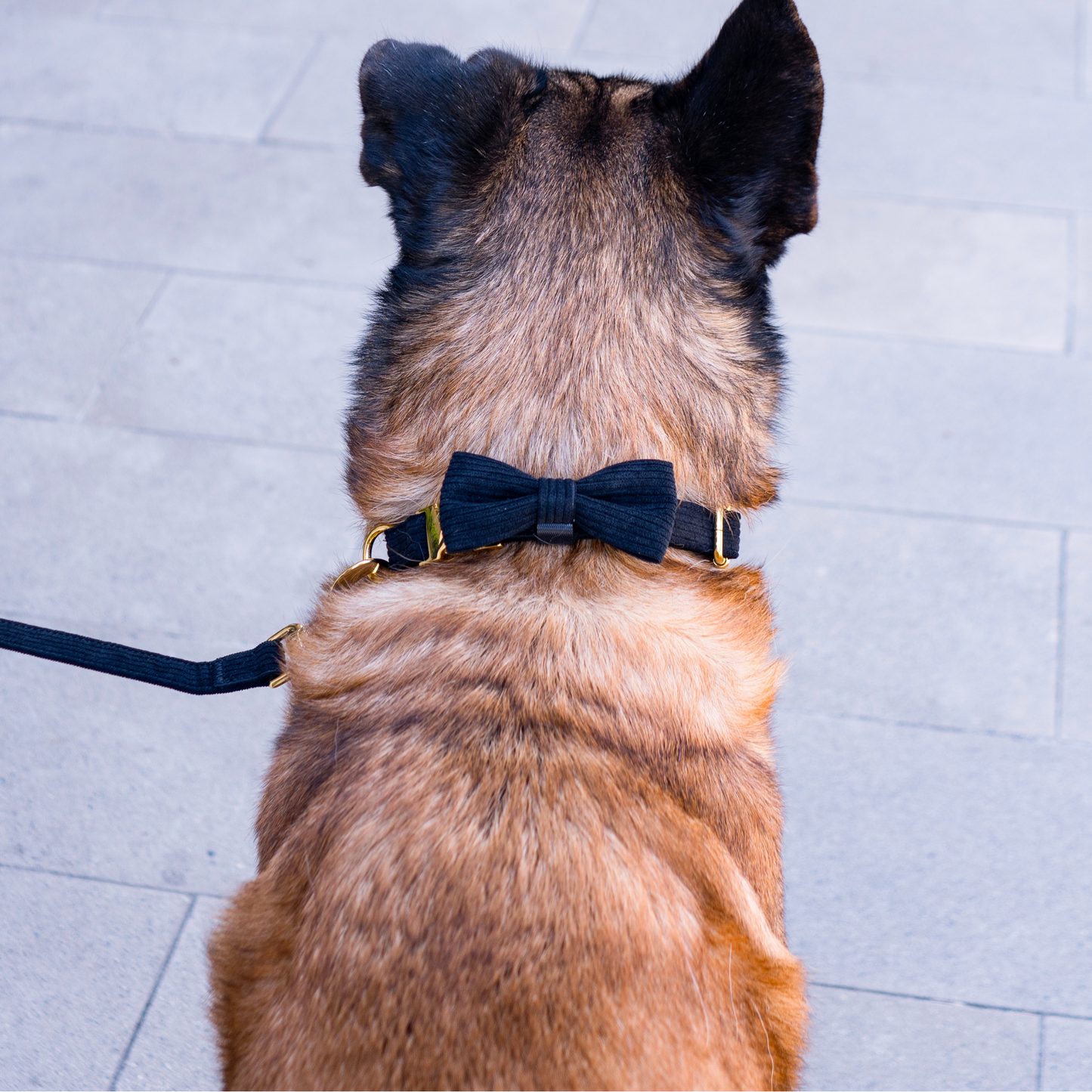 Collar and Leash Set - The Chic Corduroy Collection - Noir Black