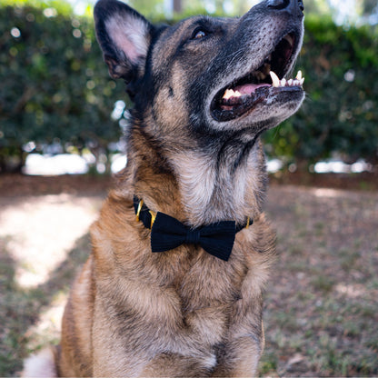 Collar and Leash Set - The Chic Corduroy Collection - Noir Black