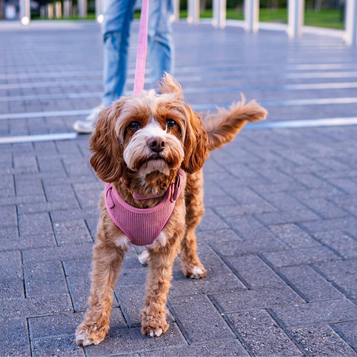 Harness and Leash Set - The Chic Corduroy Collection - Blush Pink