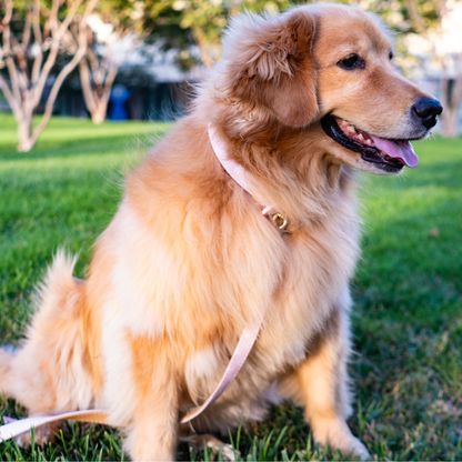 Rosé Radiance Collar - The Classy Canine Collection