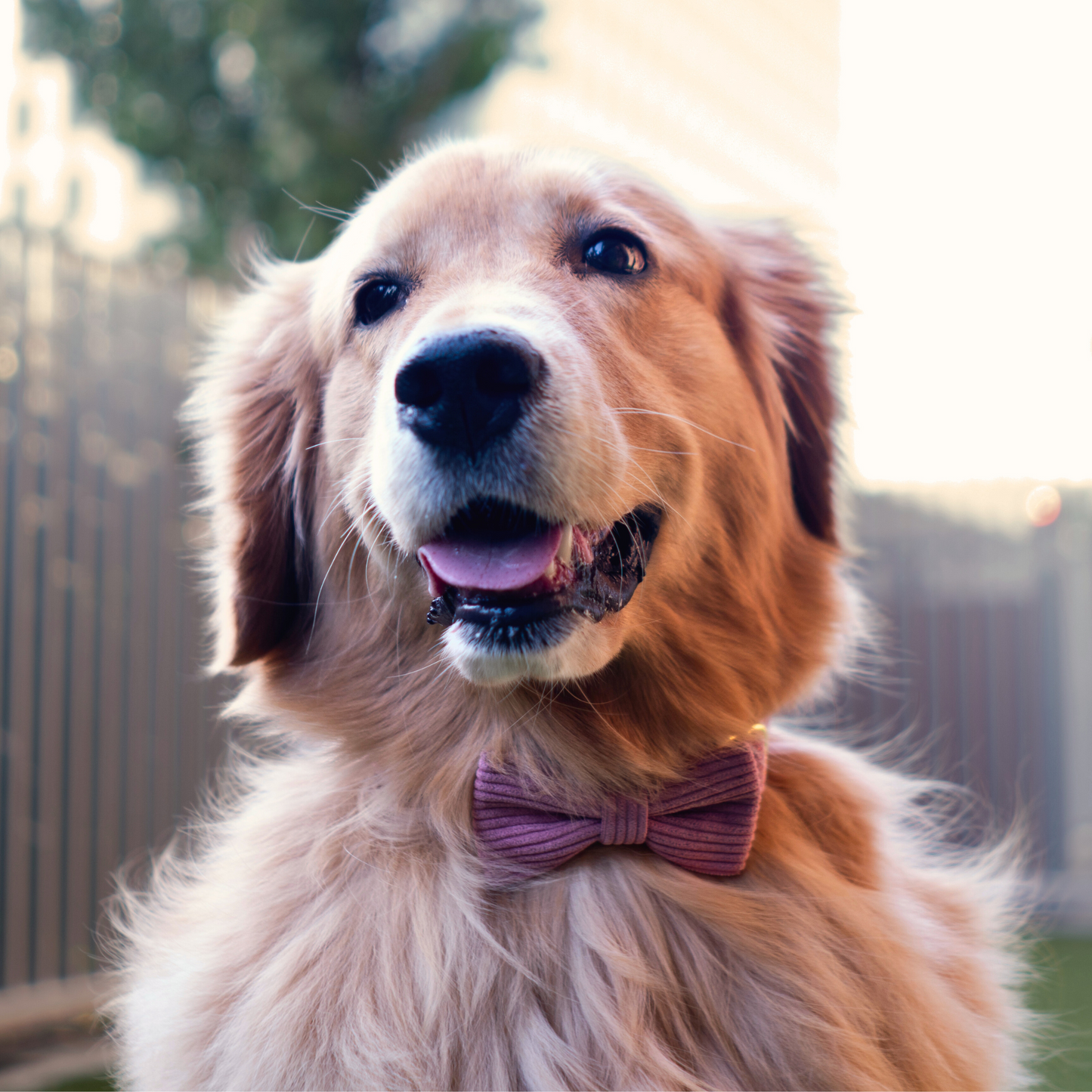 Collar and Leash Set - The Chic Corduroy Collection- Blush Pink