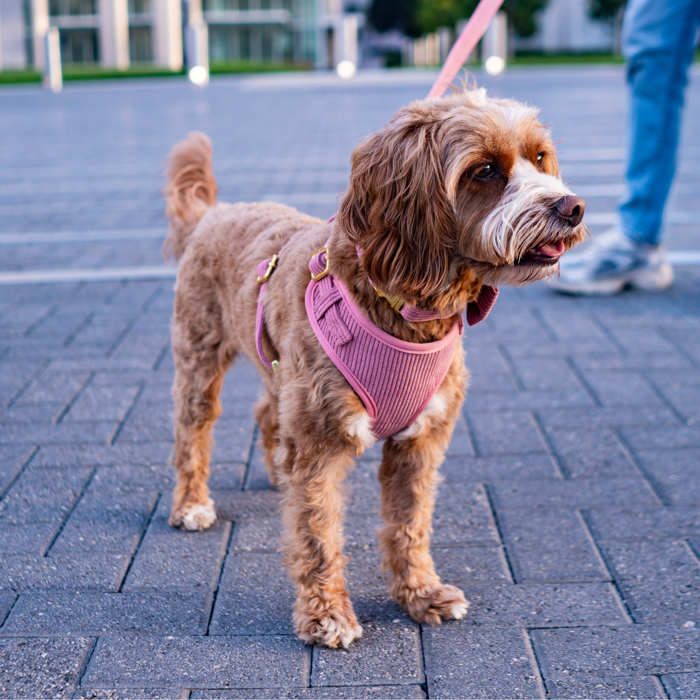 Harness and Leash Set - The Chic Corduroy Collection - Blush Pink