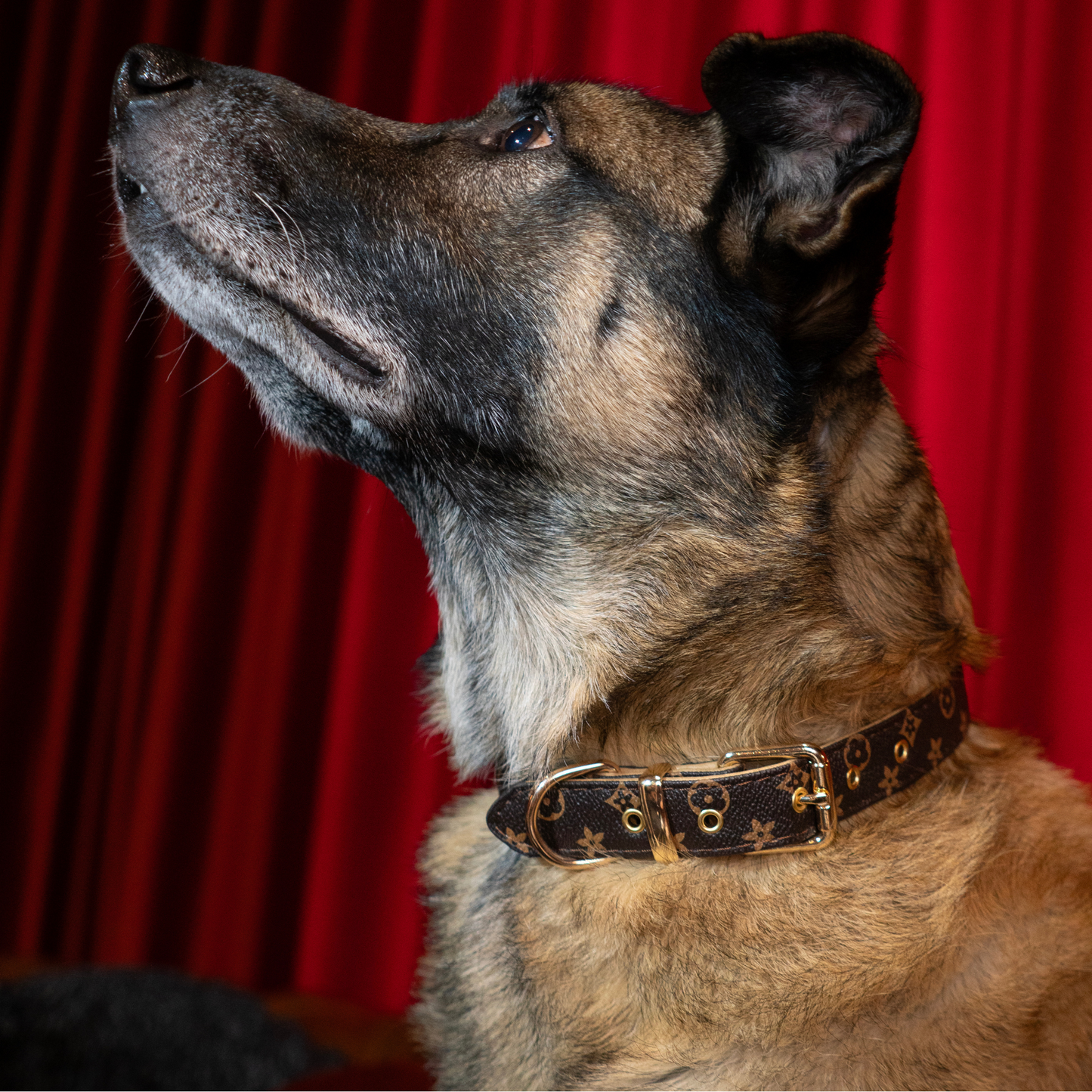 Espresso Elegance Collar - The Classy Canine Collection