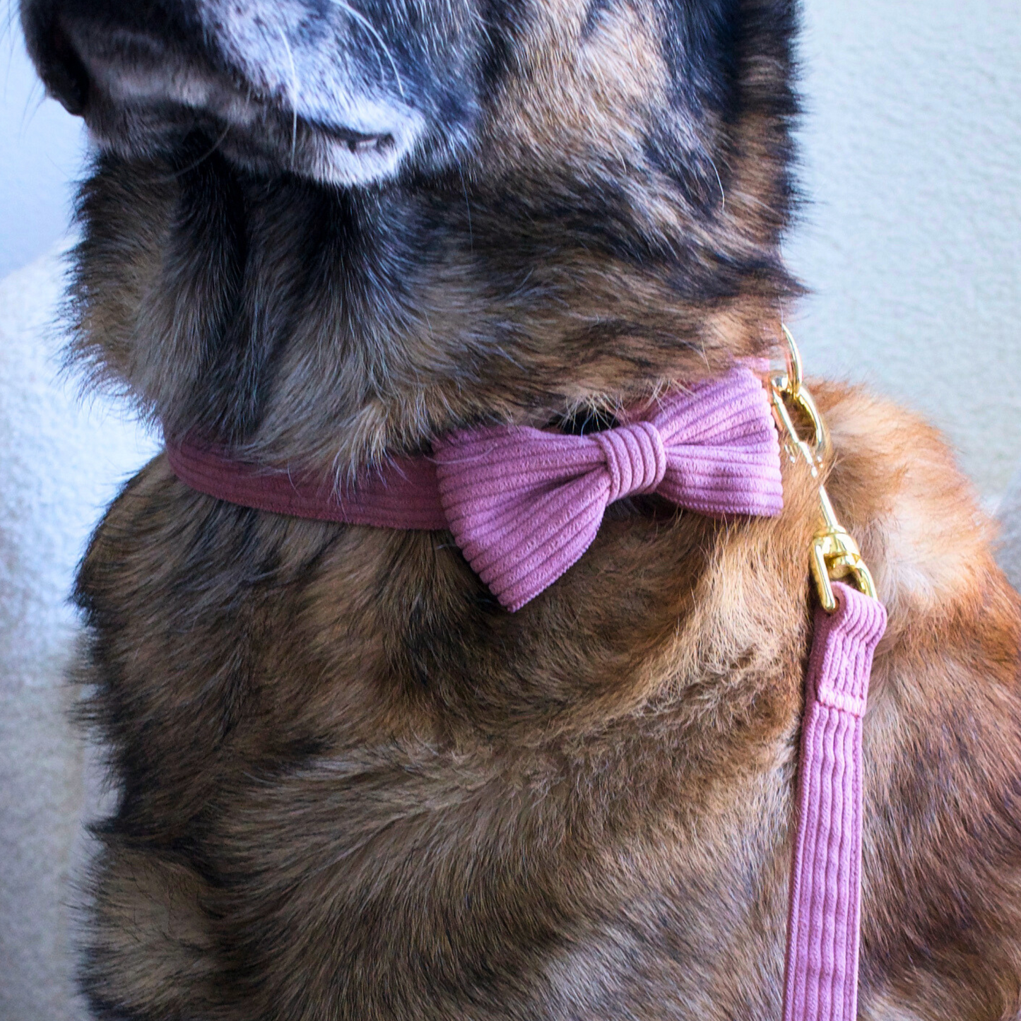 Collar and Leash Set - The Chic Corduroy Collection- Blush Pink