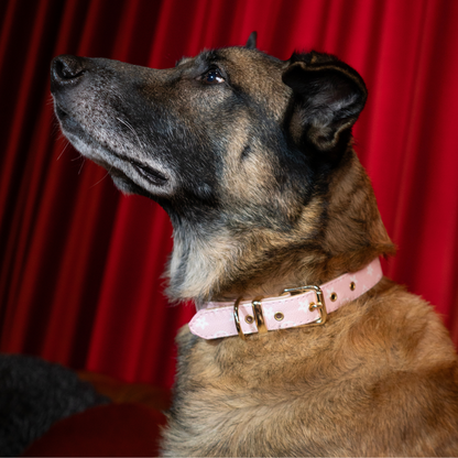 Rosé Radiance Collar - The Classy Canine Collection